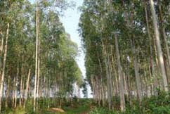 Afforestation Conducted by Leizhou Forest Bureau in Guangdong Province
