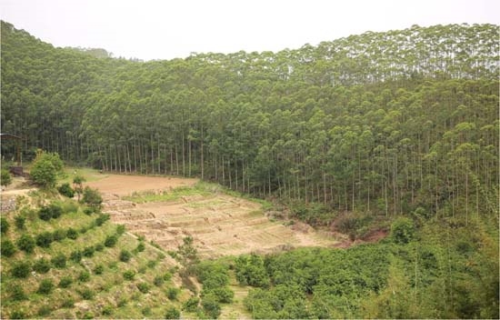 Fast-growing and high-yielding forest